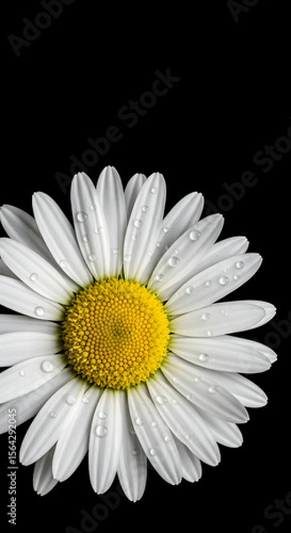 Obraz Dew Kissed Daisy: A Floral Close-Up on Black