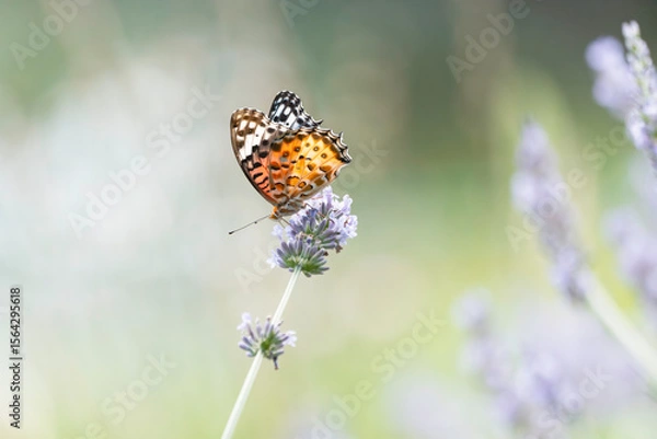 Fototapeta ラベンダーの花とツマグロヒョウモン
