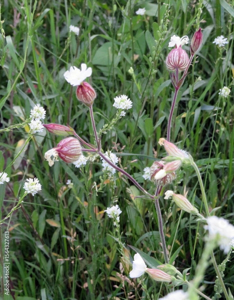 Obraz Bladder Campion Plant