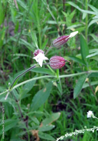 Fototapeta Bladder Campion