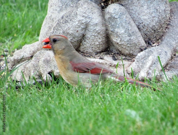 Obraz Cardinal with Seed