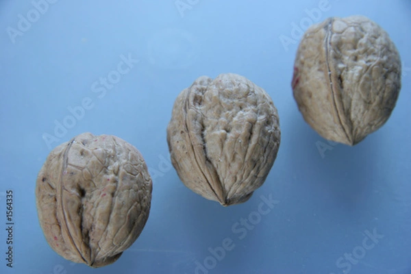 Obraz three walnuts waiting for christmas