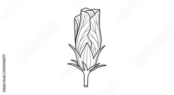 Obraz Elegant botanical illustration of a flower bud on a minimalist background