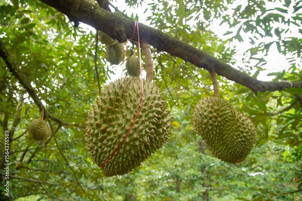 Fototapeta Durian tree, Durians are the king of fruits,isolated on white background.