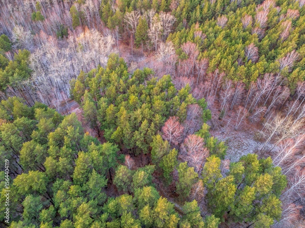 Obraz Aerial drone view of stunning colorful autumn fall forest.
