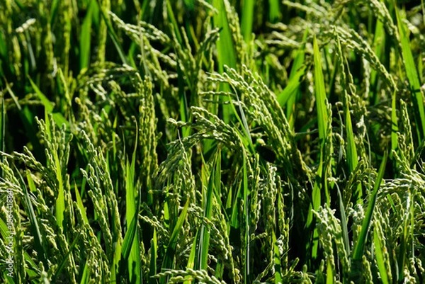 Fototapeta 北海道の水田