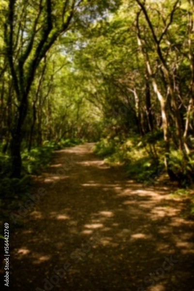 Fototapeta Footpath in forest with shadow