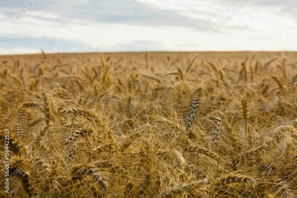 Fototapeta Ripe golden wheat stalks are swaying across horizon under cloudy sky in flat design illustration