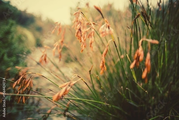 Obraz Close up of grass growing on field