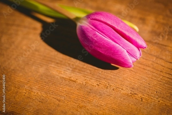 Obraz Pink tulip is lying on textured wood surface in vector illustration, casting shadow with warm light