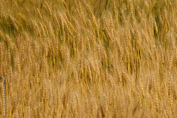 Fototapeta 北海道の麦畑