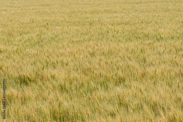 Fototapeta 北海道の麦畑