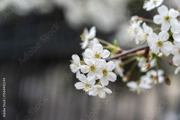 Obraz White blossoming apple trees. White apple tree flowers