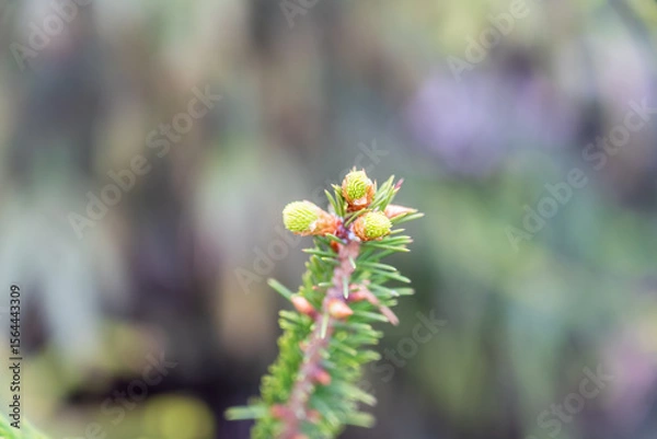Obraz Closeup of fir branches with young buds. Spring nature concept. Fir branches with fresh shoots