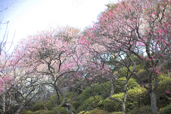 Fototapeta 梅の花