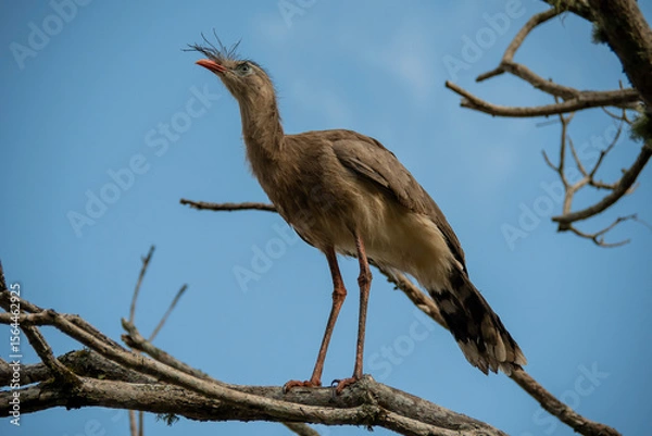 Fototapeta The seriema, a bird typical of the Brazilian savannah, stands out for its long legs, shrill song and elegant gait. An agile hunter, it lives in open fields and loves the sun.