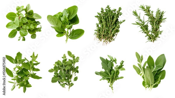 Fototapeta Set of Fresh Herbs and Spices Collection Isolated on White Background
