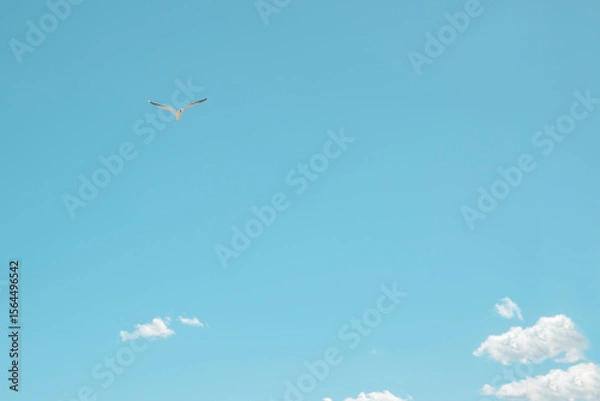 Fototapeta Seagull soaring gracefully against a bright blue sky with scattered clouds on a sunny day