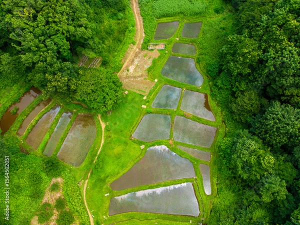 Obraz 七月の水田の空撮