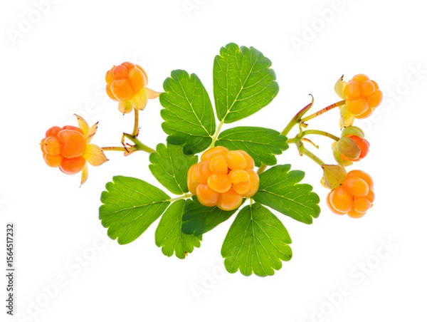 Fototapeta Close-up of a cluster of ripe cloudberries with vibrant green leaves, isolated on a pure white background, showcasing the fruit's unique segmented structure and translucent orange color.