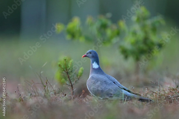 Obraz Grzywacz, gołąb grzywacz (Columba palumbus)