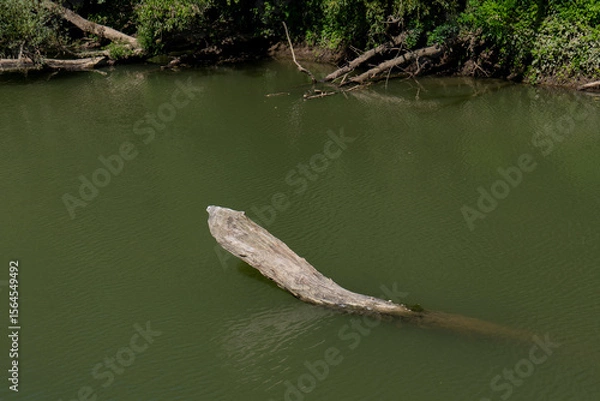 Fototapeta Old tree trunk sticking out of Bodrog river water near riverbank with green trees. Calm water on a sunny summer day.
