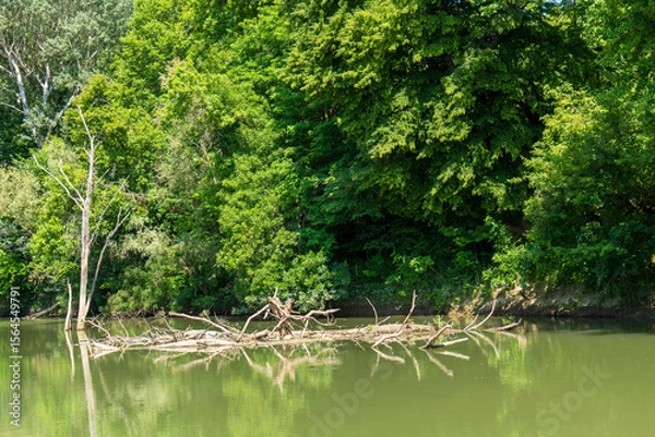 Fototapeta Dead tree and branches in calm water of Bodrog river. Green forest and reflections on the river surface on a sunny summer day.