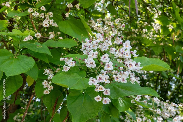 Fototapeta Branch of catalpa tree with large green leaves and clusters of small white flowers with purple centers, photographed outdoors in natural sunlight.