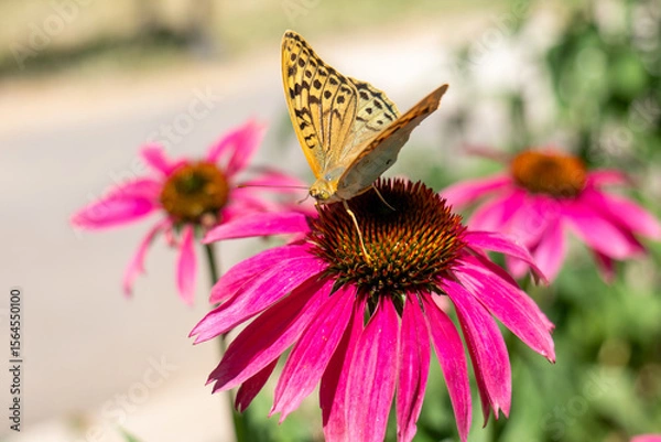 Fototapeta Close-up of a Silver-washed Fritillary butterfly on a pink coneflower outdoors, symbolizing summer, pollination, and natural beauty, ideal for themes of ecology and gardening.