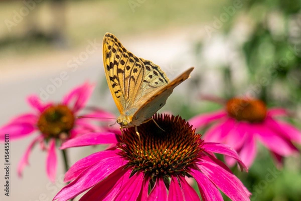 Fototapeta Close-up of a Silver-washed Fritillary butterfly on a pink coneflower outdoors, symbolizing summer, pollination, and natural beauty, ideal for themes of ecology and gardening.