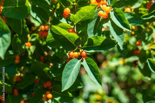 Fototapeta Close-up of honeysuckle shrub (Lonicera) with green leaves and clusters of orange berries, growing outdoors in natural sunlight during summer.
