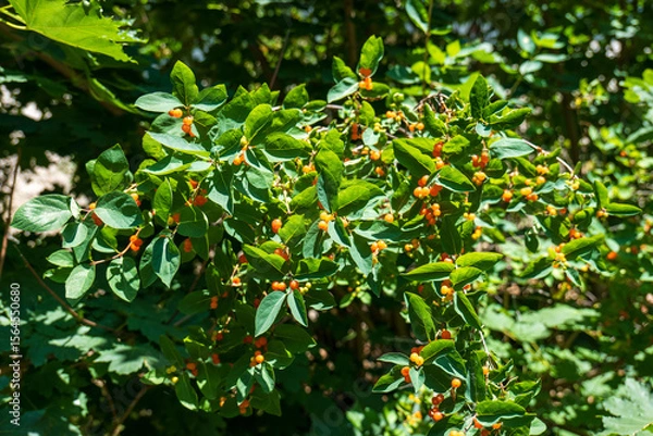 Fototapeta Close-up of honeysuckle shrub (Lonicera) with green leaves and clusters of orange berries, growing outdoors in natural sunlight during summer.
