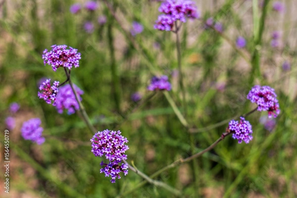 Fototapeta Close-up of purple verbena bonariensis flowers with a blurred green background, showing delicate small blooms on thin stems in a natural garden setting.