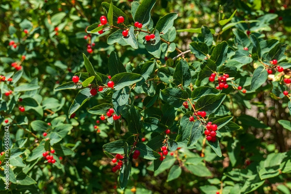 Fototapeta Close-up of honeysuckle shrub (Lonicera) with green leaves and clusters of bright red berries, growing outdoors in summer sunlight.