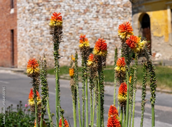 Fototapeta Kniphofia uvaria, a perennial plant with red-yellow torch-like flowers on tall stems, thriving by a sunny roadside near stone and brick buildings.
