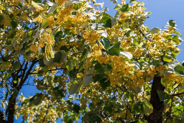 Fototapeta Blooming linden tree (Tilia) with heart-shaped green leaves and clusters of small yellow flowers, captured against a clear blue summer sky.