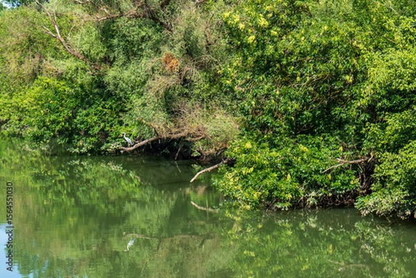 Fototapeta Heron standing on a fallen tree above calm water of Bodrog river. Green trees and reflection on water on a sunny summer day.