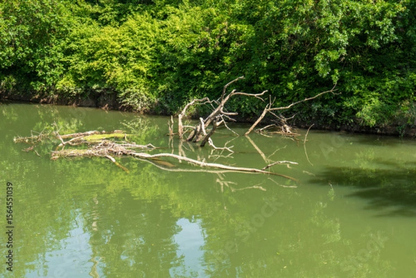 Fototapeta Dead branches and tree trunks in calm water of Bodrog river. Green trees and reflections on water surface on a sunny summer day.