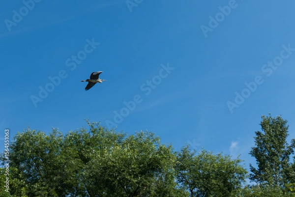 Fototapeta Heron flying over green trees with clear blue sky in background. Captured on a sunny summer day near the Bodrog river.