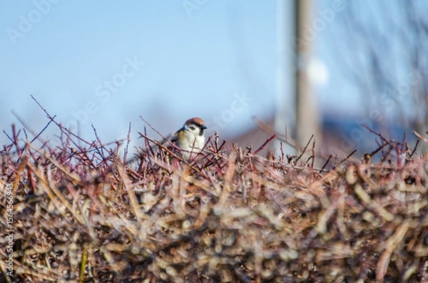Fototapeta A small sparrow calmly rests on colorful thorny branches under soft morning light. Sparrow sitting still on thorny bush, calm mood, eye-level shot, garden scene, concept: patience, solitude, peaceful 