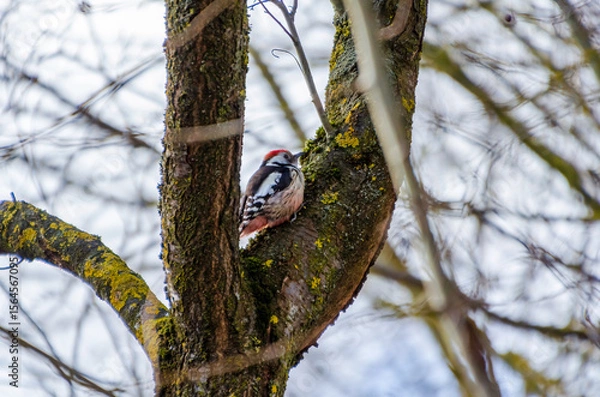 Fototapeta A colorful woodpecker clings to an old mossy tree on a cloudy morning. Woodpecker pecking tree bark, active mood, upward angle, forest scene, concept: persistence, wilderness, rustic life.