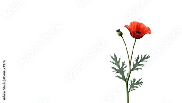Fototapeta Photorealistic image of a Papaver (poppy) plant isolated on white. Thin crinkled petals with dark center and soft green leaves. Botanical macro with soft light and natural detail.