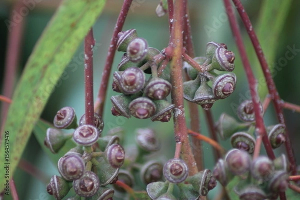 Obraz Bayas de Eucalipto