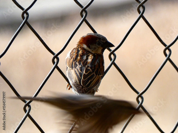 Obraz 2 pájaros de un tiro