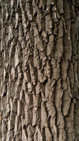 Obraz Close Up of Weathered Tree Bark Displaying a Rough Textured Surface in Shades of Brown