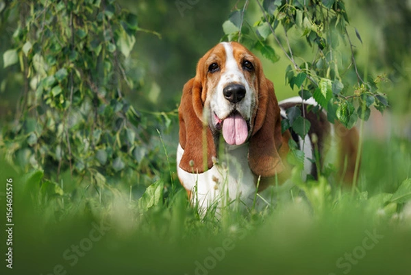 Obraz happy basset hound dog posing under a birch tree in summer