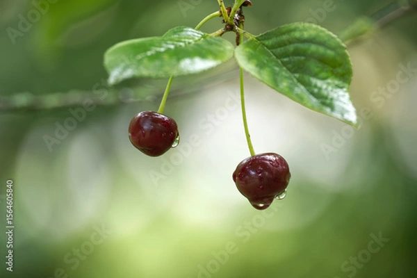 Obraz Two cherries dripping with water hang from a branch in a summer garden.