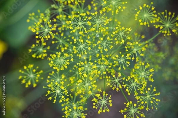 Obraz Close-up delicate yellow dill flowers in their full bloom, providing a vibrant and natural image.