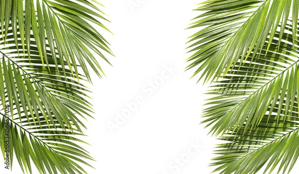 Obraz Vacation palm leafs summertime with copy space on transparent backgrounds 3d illustrations png