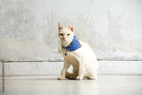 Fototapeta View of white Abandoned cat with a blue scarf sitting, focus selective